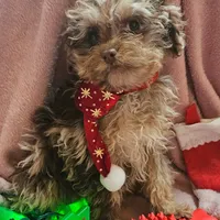 Talisa, a female Cavapoo for sale in Alliance, NE – Photo 2 of 5