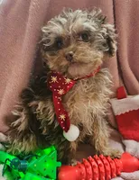 Talisa, a female Cavapoo for sale in Alliance, NE – Photo 2 of 5