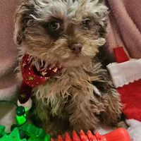 Talisa, a female Cavapoo for sale in Alliance, NE – Photo 1 of 5