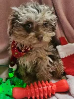 Talisa, a female Cavapoo for sale in Alliance, NE – Photo 1 of 5