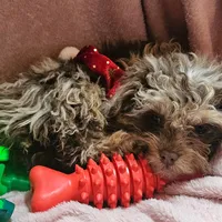 Talisa, a female Cavapoo for sale in Alliance, NE – Photo 3 of 5