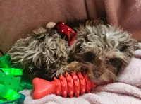 Talisa, a female Cavapoo for sale in Alliance, NE – Photo 3 of 5