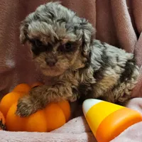 Talisa, a female Cavapoo for sale in Alliance, NE – Photo 4 of 5