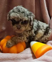 Talisa, a female Cavapoo for sale in Alliance, NE – Photo 4 of 5