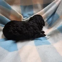 PITCH PERFECT, a male Cavapoo and Poodle - Miniature  for sale in Alliance, NE – 5 of 5