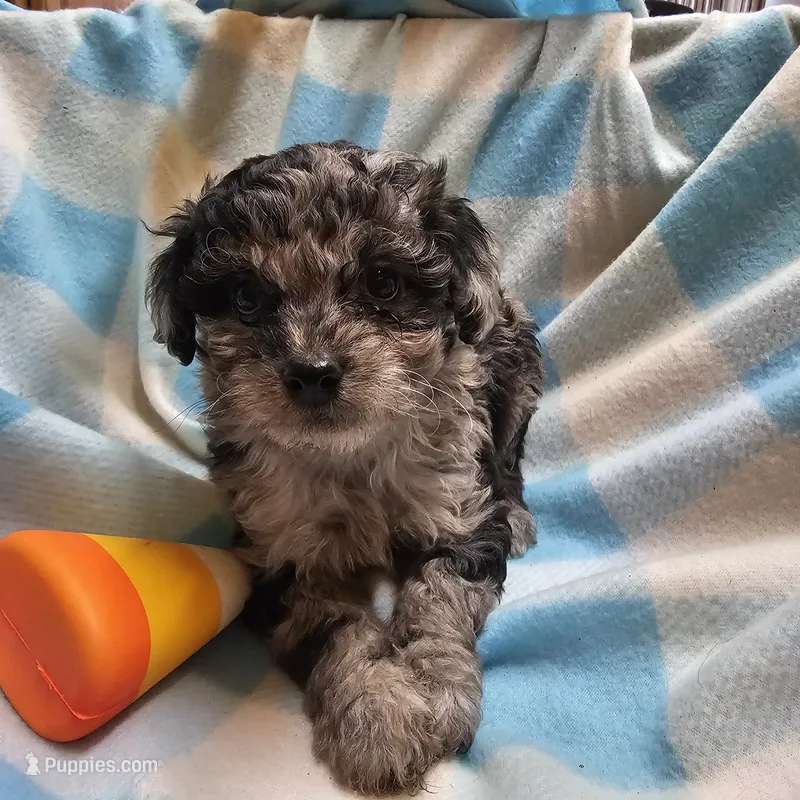 NAME THAT TUNE – Cavapoo puppy for sale in Alliance, NE