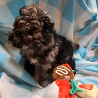 BUCKLE YOUNG ADULT, a male Cockapoo for sale in Alliance, NE – Photo 4 of 4