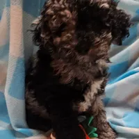 BUCKLE YOUNG ADULT, a male Cockapoo for sale in Alliance, NE – Photo 3 of 4