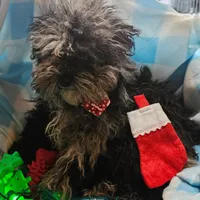 BUCKLE YOUNG ADULT, a male Cockapoo for sale in Alliance, NE – Photo 1 of 4
