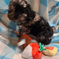 BUCKLE YOUNG ADULT, a male Cockapoo for sale in Alliance, NE – Photo 2 of 4
