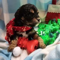 POMAGRANT, a male Cavapoo for sale in Alliance, NE – Photo 10 of 10