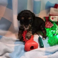 POMAGRANT, a male Cavapoo for sale in Alliance, NE – Photo 8 of 10