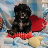 POMAGRANT, a male Cavapoo for sale in Alliance, NE – Photo 1 of 10