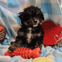 POMAGRANT, a male Cavapoo for sale in Alliance, NE – Photo 2 of 10