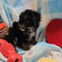 POMAGRANT, a male Cavapoo for sale in Alliance, NE – Photo 5 of 10