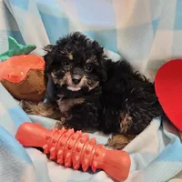 POMAGRANT, a male Cavapoo for sale in Alliance, NE – Photo 6 of 10