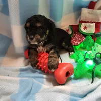 POMAGRANT, a male Cavapoo for sale in Alliance, NE – Photo 7 of 10