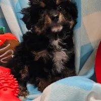 POMAGRANT, a male Cavapoo for sale in Alliance, NE – Photo 3 of 10