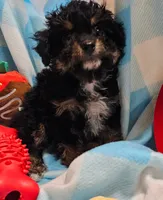 POMAGRANT, a male Cavapoo for sale in Alliance, NE – Photo 3 of 10