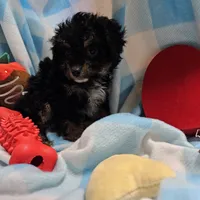 POMAGRANT, a male Cavapoo for sale in Alliance, NE – Photo 4 of 10