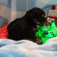 POMAGRANT, a male Cavapoo for sale in Alliance, NE – Photo 9 of 10