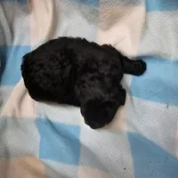 PITCH PERFECT, a male Cavapoo and Poodle - Miniature  for sale in Alliance, NE – 4 of 5