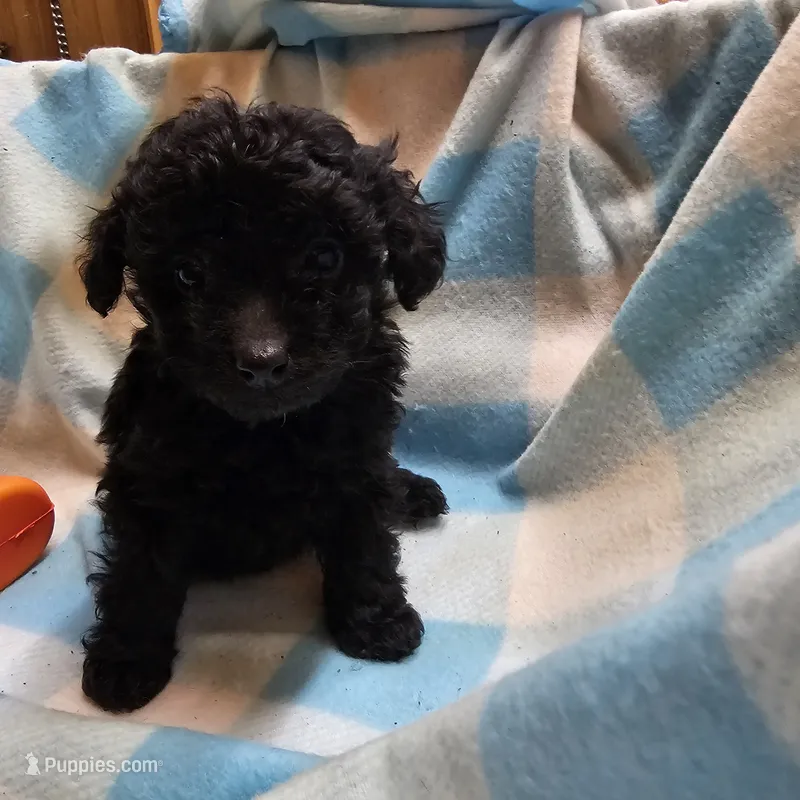 PITCH PERFECT – Cavapoo, Poodle - Miniature  puppy for sale in Alliance, NE