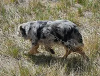 Aspen, a female Australian Shepherd for sale in Alliance, NE – 4 of 7