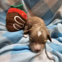 Red, a male Cavapoo and Poodle - Miniature  for sale in Alliance, NE – 1 of 2