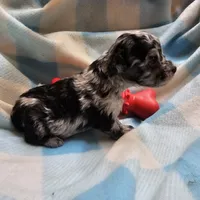 NAME THAT TUNE, a male Cavapoo for sale in Alliance, NE – 3 of 4
