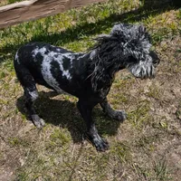 BUCKLE YOUNG ADULT, a male Cockapoo for sale in Alliance, NE – 2 of 6