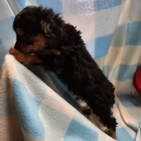 LE'MON, a male Cavapoo for sale in Alliance, NE – Photo 3 of 7