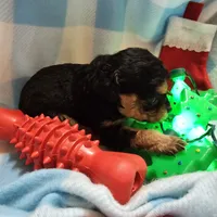 LE'MON, a male Cavapoo for sale in Alliance, NE – Photo 5 of 7