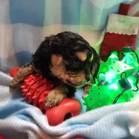 LE'MON, a male Cavapoo for sale in Alliance, NE – Photo 6 of 7