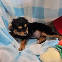 LE'MON, a male Cavapoo for sale in Alliance, NE – Photo 2 of 7