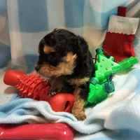 LE'MON, a male Cavapoo for sale in Alliance, NE – Photo 7 of 7