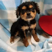 LE'MON, a male Cavapoo for sale in Alliance, NE – Photo 1 of 7