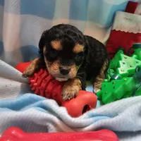 LE'MON, a male Cavapoo for sale in Alliance, NE – Photo 4 of 7