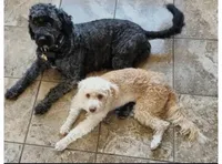 Sophie, a female Miniature Goldendoodle for sale in Alliance, NE – 2 of 2