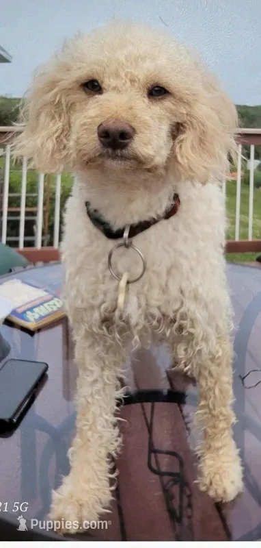 Sophie – Miniature Goldendoodle puppy for sale in Alliance, NE