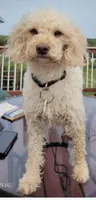 Sophie, a female Miniature Goldendoodle for sale in Alliance, NE – 1 of 2