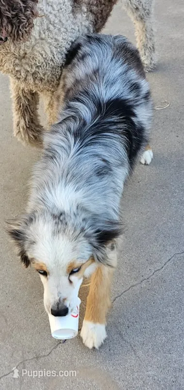 Aspen – Australian Shepherd puppy for sale in Alliance, NE