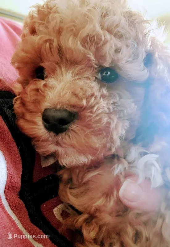 MOYEN 2 – Poodle - Miniature , Poodle - Standard  puppy for sale in Alliance, NE