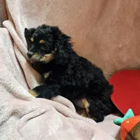 Apple, a female Cavapoo for sale in Alliance, NE – Photo 5 of 10