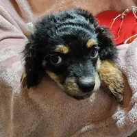 Apple, a female Cavapoo for sale in Alliance, NE – Photo 2 of 10