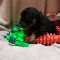 Apple, a female Cavapoo for sale in Alliance, NE – Photo 10 of 10