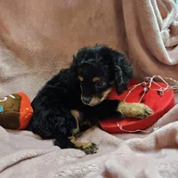 Apple, a female Cavapoo for sale in Alliance, NE – Photo 8 of 10