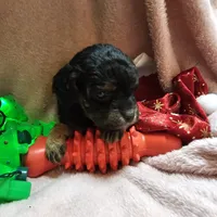 Apple, a female Cavapoo for sale in Alliance, NE – Photo 9 of 10