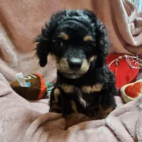 Apple, a female Cavapoo for sale in Alliance, NE – Photo 4 of 10