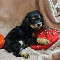 Apple, a female Cavapoo for sale in Alliance, NE – Photo 1 of 10